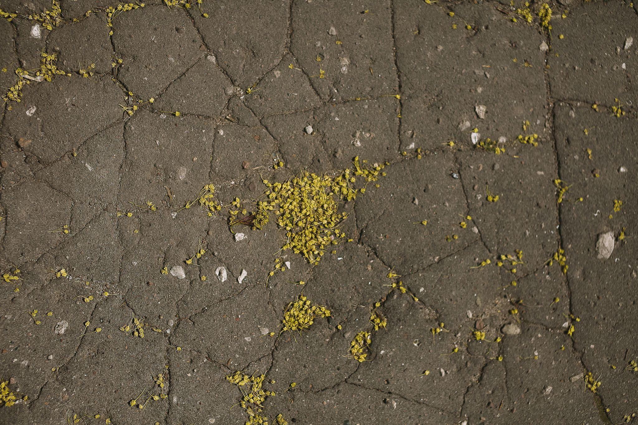 This photo shows a pavement with flowers growing from the cracks.